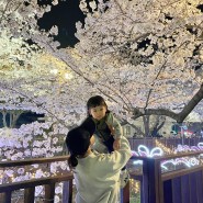 【창원여행】 아기랑 진해 벚꽃 여좌천 밤벚꽃