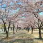 대구스타디움 서편 광장 벚꽃 터널(2023.03.31 방문)