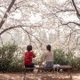 봄을 바라 봄 : 오목교 벗꽃길