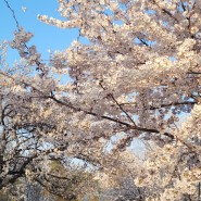 인천부평 갈산공원 숨겨진 벚꽃명소 실시간 벚꽃 개화 상황