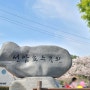 울산 가볼만한 곳 '선암호수공원 벚꽃 나들이' (주차장, 투썸플레이스, 매점 정보)
