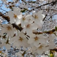 2023년 목동 오목교 벚꽃 기록 사진