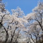 서울 봄나들이 가기 좋은곳~ 벚꽃 명소 어린이 대공원