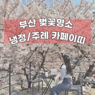 부산 벚꽃카페 카페이띠 | 가는길, 벚꽃만개상황, 포토존, 웨이팅, 꿀팁