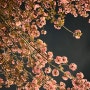 벚꽃엔딩