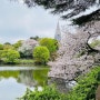 2023 도쿄 벚꽃 명소 Top10 지역은?