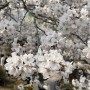 2023 일산호수공원 벚꽃 주차장 팁 : 일산벚꽃개화상태 실시간