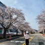목포대학교 벚꽃만개, 목포 무안에서 벚꽃이 예쁜 곳