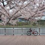 [잔차다이어리] 가볍게 다녀 온 벚꽃구경 자전거 라이딩