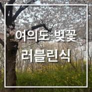 서울벚꽃명소 :: 여의도 벚꽃축제 마포새빛문화숲(벚꽃 개화상황 4월1일)