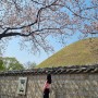 경주 벚꽃 명소 근황 - 대릉원 돌담길, 흥무로 벚꽃길 방문기❤️