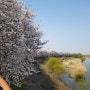 대전 인근 세종시 조치원읍 조천변 벚꽃길, 레벨이 다르다!!