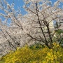 눈부신 봄날 :: 벚꽃이 만개했어요!(ft.탄천,석촌호수 벚꽃)