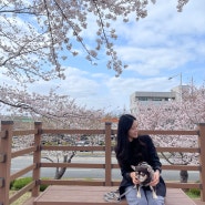 부산 벚꽃 축제 열리기도 전에 다녀온 올해 대저생태공원 벚꽃 놀이 상황