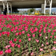 봄맞이 부산 꽃놀이 4탄 : 부산 화명생태공원 튤립밭 개화정도, 명지개나리까지 완벽한 태교 꽃놀이💛
