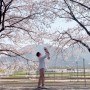 양산벚꽃축제/부선 근교 벚꽃 황산공원에 가족나들이 나왔어요!