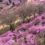 부천 진달래축제 원미산으로 봄꽃 나들이가요
