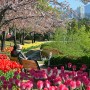 김해 가볼만한곳 연지공원 벚꽃과 튤립