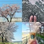 대전 벚꽃) 정림동 벚꽃엔딩
