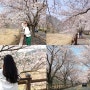 충남 보령 주산 벚꽃길 & 보령댐 산책 다녀왔지롱 ★ + 가족 나들이, 벚꽃명소