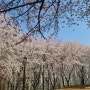 기지시 근린공원 국수봉 벚꽃현황 4월 2일