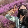 부천진달래동산 원미산 진달래동산 꽃구경