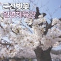 군산 벚꽃 명소 월명체육관 개화상황 만개 (4월 1일 기준)