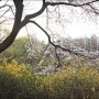양재천 벚꽃구경