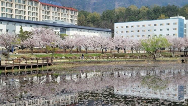 벚꽃놀이하러 창원왔어요 대동그린코아 / 창원대학교 소봉지...