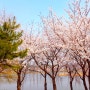 화랑유원지 벚꽃나들이🌸 경기도 안산 벚꽃명소