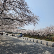 서울대공원 벚꽃놀이, 팔달산 행궁동 그리고 만석공원까지