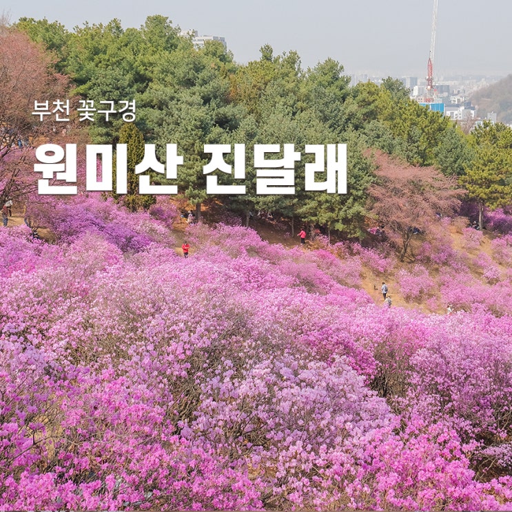 부천 꽃구경 진달래동산 원미산 진달래축제 주차 : 네이버 블로그