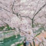 부산 가볼만한곳 벚꽃의 숨은명소 영도 동삼해수천