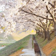 23년 4월, 동네 벚꽃길