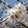 경기 북부 벚꽃 명소, 소요산 벚꽃 활짝 피었습니다.