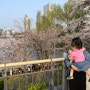 벚꽃 명소 :: 잠실 석촌호수 벚꽃 개화상태 주차 축제 정보(4월 1일 기준)