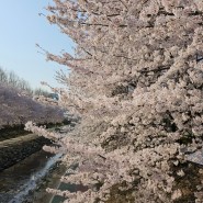 2023년 4월 벚꽃 구경, 매헌시민의 숲(구 양재시민의 숲) 공영주차장 정보, 주말 인파 기록