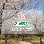 아산벚꽃명소 지산공원 피크닉 하기 좋은 곳(23.04.01 개화현황)