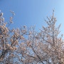가평 벚꽃명소 상천 에덴벚꽃길 실시간 개화상황 4월 2일