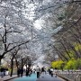 수원 벚꽃 명소 - 경기도청에 이어지는 팔달산 회주도로, 수원 데이트