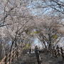 침산공원 벚꽃 계단 포토존이네! 🌸