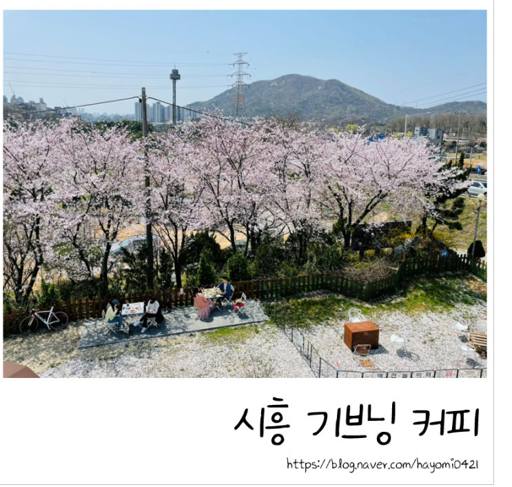 벚꽃뷰 카페/ 모래놀이 카페 /시흥 기브닝 커피