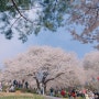 연희 숲속 쉼터 봄꽃 나들이(인왕산 산불ㅠ)