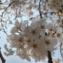 부천 3대 봄꽃축제(원미산 진달래, 도당산 벚꽃, 춘덕산 복숭아꽃)