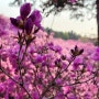 [경기 부천] 당일 꽃나들이 갈 수 있는 원미산 진달래꽃동산