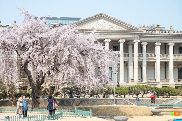 국립현대미술관 덕수궁 석조전 서울 궁궐 명소 덕수궁 돌담길 벚꽃 : 네이버 블로그