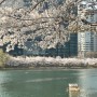 [23.03.31] 석촌호수 벚꽃 구경