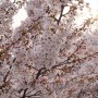 [양재천] 벚꽃 : 주차 및 호즈미