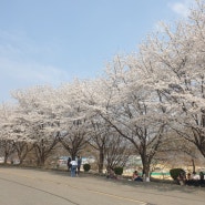경희대 국제캠퍼스 벚꽃명소