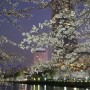 3월 석촌호수, 벚꽃 축제 만개 회전초밥 식당처럼 빙글빙글
